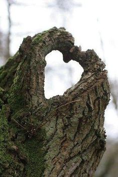 a heart shaped hole in the bark of a tree