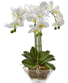 white orchids are in a glass vase with moss