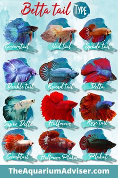 the different types of betta fish are shown in this graphic guide for beginners