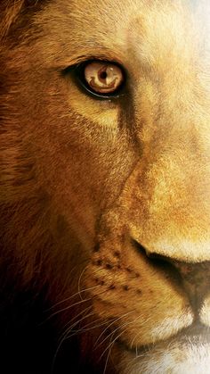 a close up photo of a lion's face