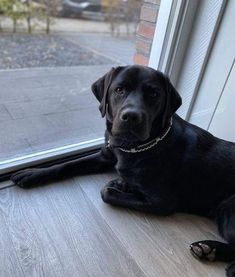 a large black dog laying on the floor next to a glass door and looking at the camera