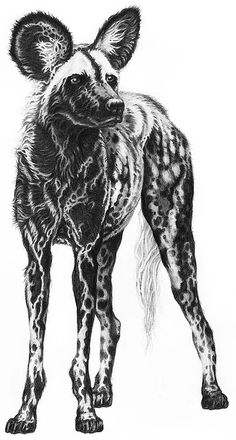 a black and white drawing of a hyena looking at the camera while standing