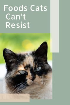 a book cover with a cat looking at the camera and text that reads foods cats can't resist