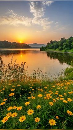 the sun is setting over a lake with yellow flowers