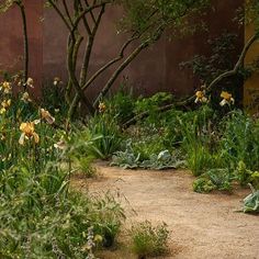 a garden with lots of plants and flowers in the dirt area next to a building