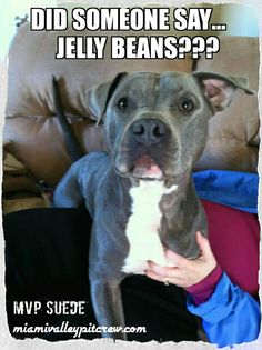 a dog sitting on top of a person's lap with the caption did someone say jelly beans?