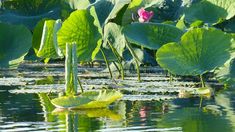 large green leaves floating on top of a body of water next to a pink flower