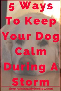 a white dog with the words 5 ways to keep your dog calm during a storm