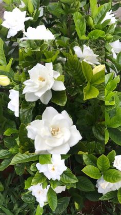 white flowers with green leaves growing in the ground and on top of each other,