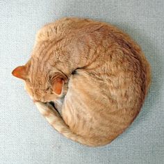 an orange cat curled up in a ball