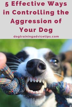 5 Effective Ways in Controlling the Aggression of Your Dog Dog Training Aggression, Dog Aggression, Dog Behavior Training, Dog Brain, Aggressive Dog