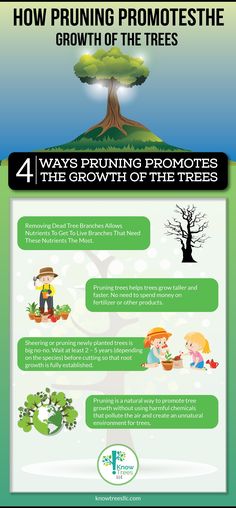 an info sheet describing the benefits of trees