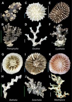 the different types of corals are shown in this image, with their names on them