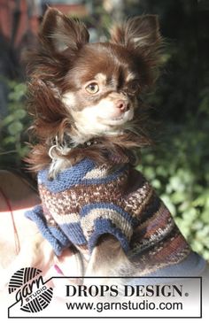 a small brown dog wearing a sweater