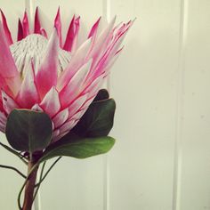 a large pink flower with green leaves in a glass vase on a wooden table next to a white wall