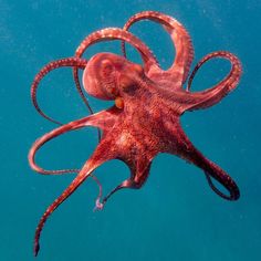 an octopus swimming in the ocean with it's tentacles stretched out to its side