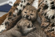 two baby brown bears cuddle together in the middle of their mother's fur