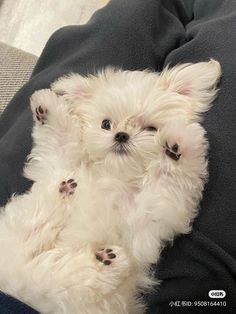 two small white dogs sitting on top of a person's lap with their paws in the air