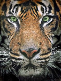 a close up of a tiger's face with green eyes