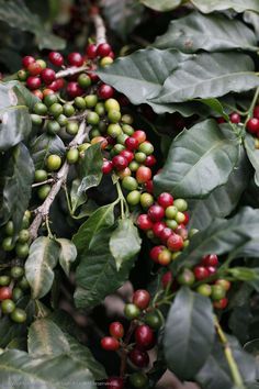 coffee beans are growing on the branch of a tree with green leaves and red berries