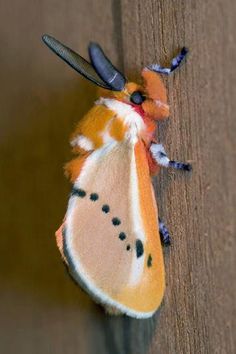 a close up of a moth on a wooden surface