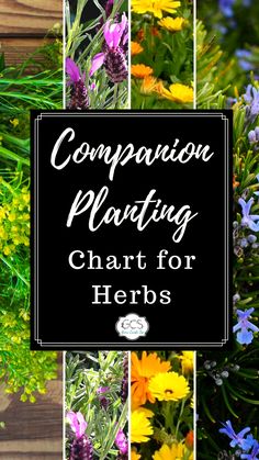 the words companion planting chart for herbs on top of a collage of colorful flowers