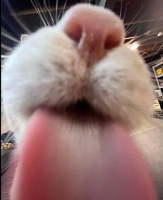 an animal's nose with it's tongue sticking out from behind the camera