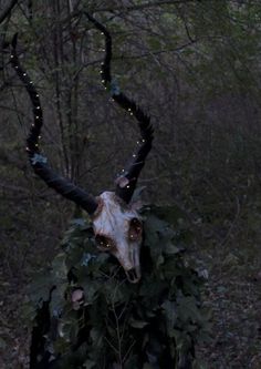 an animal skull with long horns and lights on it's head in the woods