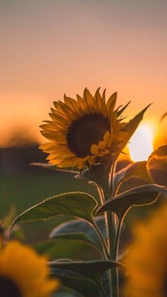 a sunflower in the middle of a field at sunset