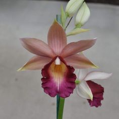 Phaius Lady Ramona Harris 'looking You' Orchid Plant.... 50 Shades of Aloha - Etsy