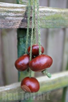 three red tomatoes hanging from a wooden fence