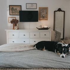 a black and white dog laying on top of a bed in a bedroom next to a dresser