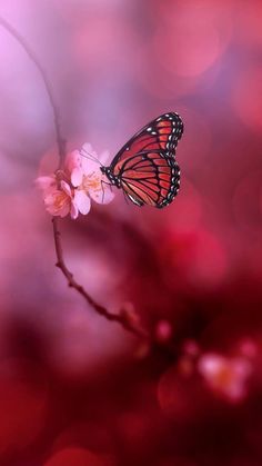 a butterfly sitting on top of a pink flower next to a branch with red and white flowers