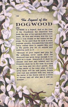 the legend of the dogwood poem with white flowers on green and yellow background greeting card