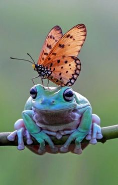 a butterfly sitting on top of a frog's head