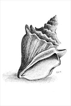 a pencil drawing of a sea shell