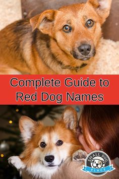 the complete guide to red dog names for your pet's owner and their owners