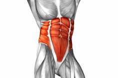 the muscles are shown in this image, and there is no image on it to describe