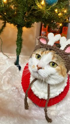 a cat wearing a knitted reindeer hat next to a christmas tree with lights on it