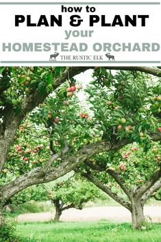 an apple tree with the words how to plan and plant your homestead orchard on it