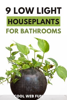 a black vase filled with green plants on top of a white table next to the words, 9 low light houseplants for bathrooms