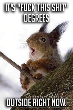 a squirrel sitting on top of a tree branch with it's mouth wide open