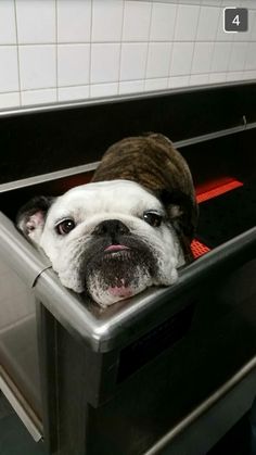 a dog is sticking its head out of a metal bin on the floor in front of a tiled wall