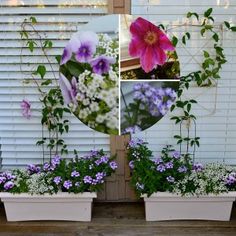 three pictures of different flowers and plants in white flowerpots on a window sill