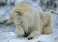 a polar bear laying in the snow with its head on his paw and eyes closed