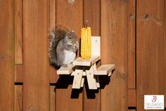 a squirrel sitting on top of a piece of wood next to a corn cob