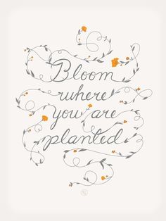 the words bloom where you are planted on a white background with orange and yellow flowers