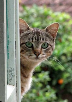 a cat looking out the window with green eyes