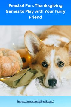 a dog laying on top of a blanket next to pumpkins and other items with the words feast of fun thanksgiving games to play with your furry friend