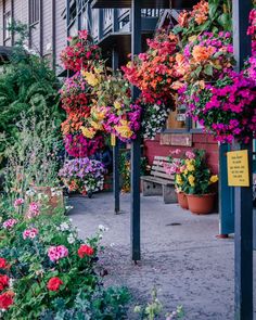 many colorful flowers are hanging from the side of a building